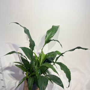 spatifillum-sweet-2.jpg