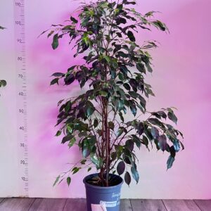 vasingtonia-robusta-6.jpg