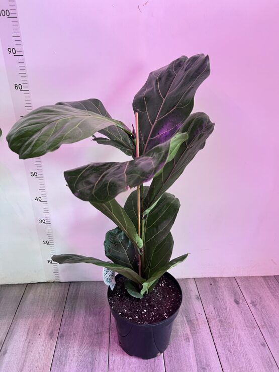 vasingtonia-robusta-8.jpg