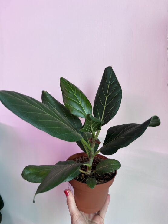 vasingtonia-robusta.jpg