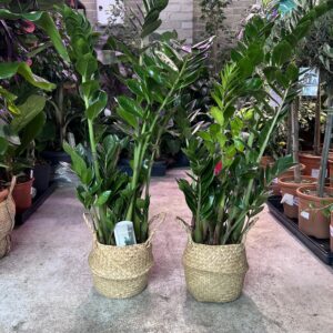 zamiokul-kas-zamioculcas-zamiifolia-1.jpg