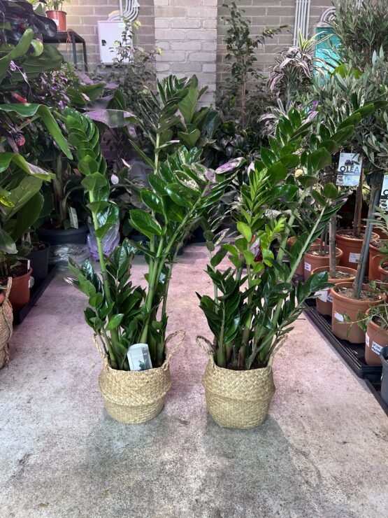 zamiokul-kas-zamioculcas-zamiifolia.jpg